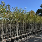 Magnólia japonská (Magnolia kobus)  - výška 330-350 cm, obvod kmeňa 6/8 cm, kont. C25L -  NA KMIENKU